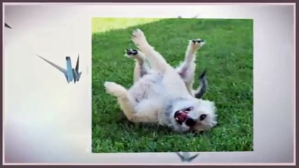 Gianna has been Folding Cranes at Col. Potter Cairn Rescue Network