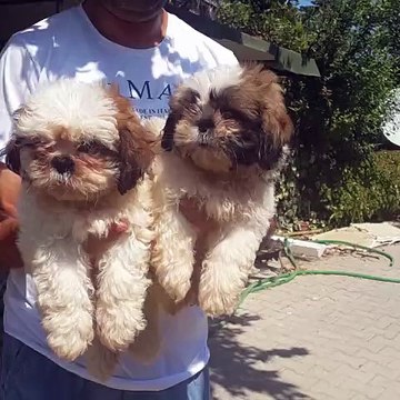 0534. 467.69. 79 satılık shih Tzu yavruları