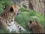 Las crías de leopardo cumplen 9 meses