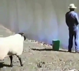 Sheep vs Cowboy Die Laughing