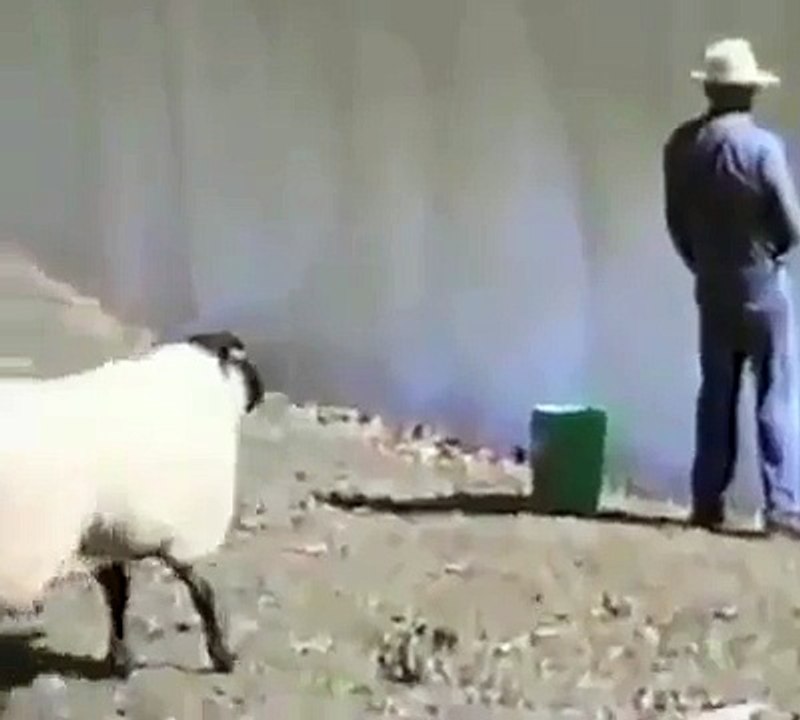 Sheep vs Cowboy Die Laughing