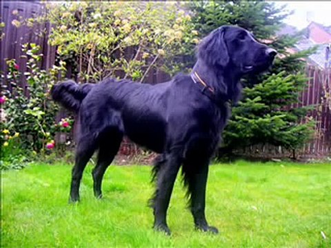 Flat Coated Retriever Leon vom Hopfengarten