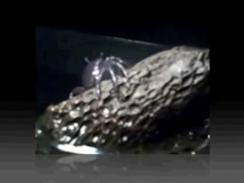 Male Fiddler Crab Dancing