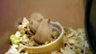 Baby Hamsters Eating Hamster Popcorn