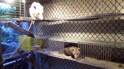 Possum Posse - The Possum Palace with Whitey and Daisy