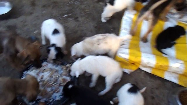 VILLE SHELTER PUPPIES