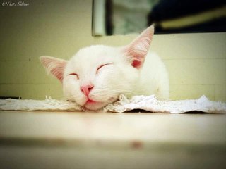 The Complete Ragdoll Cat Keepers Handbook