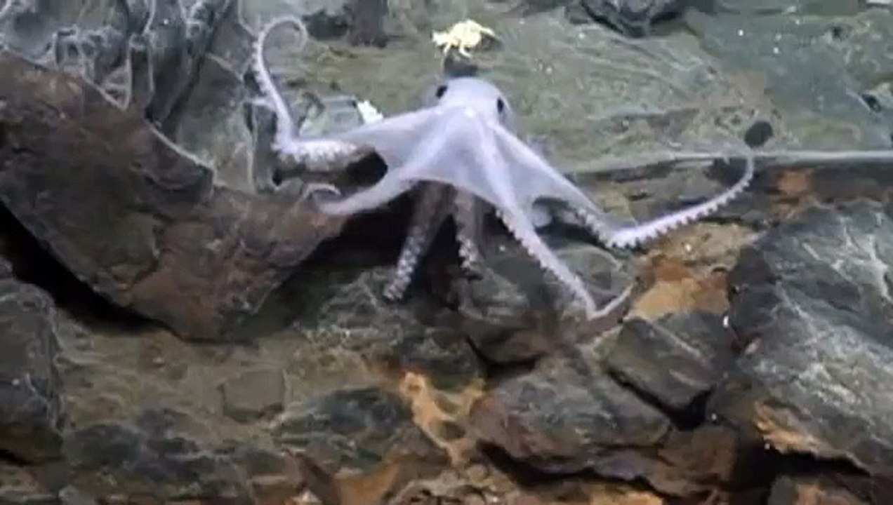 "Lost world" uncovered on ocean floor