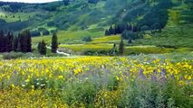 Wildflower Capital of Colorado - Crested Butte