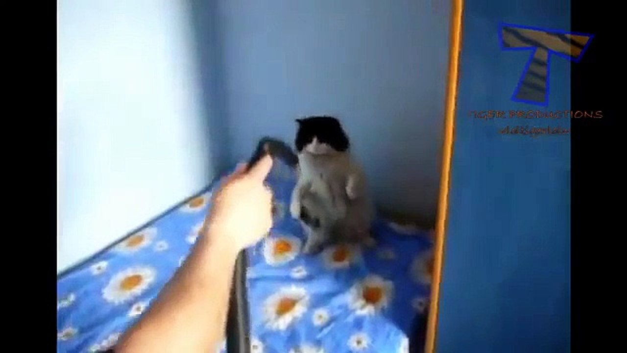 Best funny and cute cat videos compilation 2014