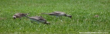 Bar-tailed Godwits (Limosa lapponica) feeding on grass
