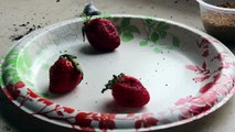 How to Collect Seeds from a Strawberry | McGregor's Garden