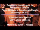 Caniches enanos rojos y apricot en Punto Obligatorio Campeonato España 2013