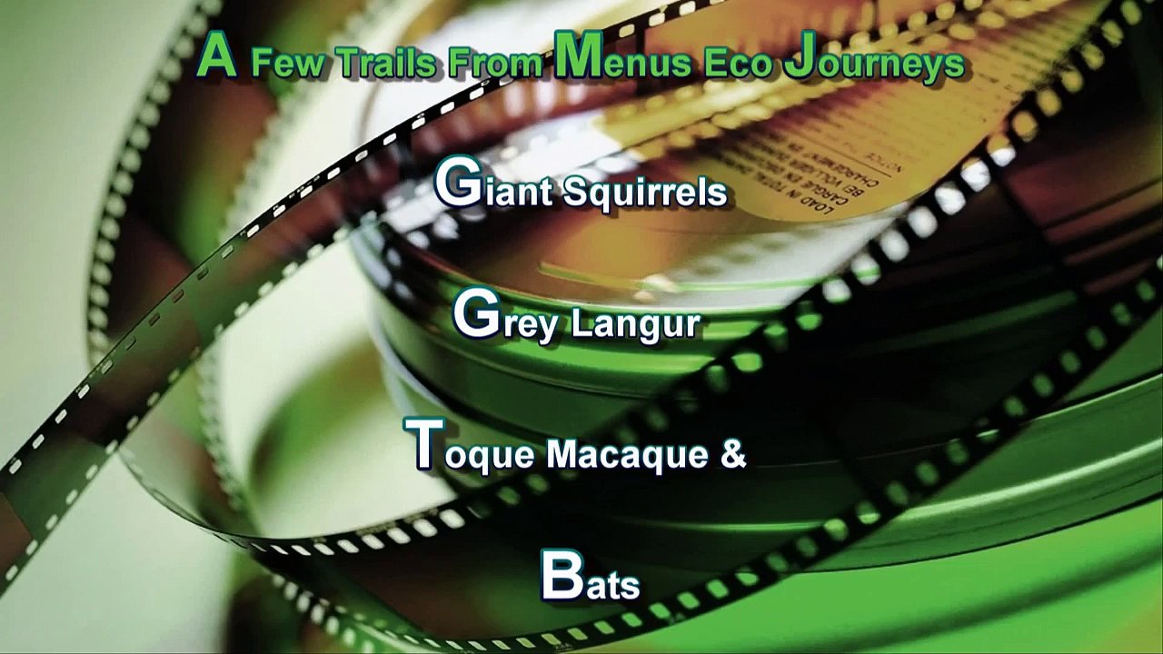 The Playful Toque Macaques,Giant Squirrels,Gray Langur & Bats