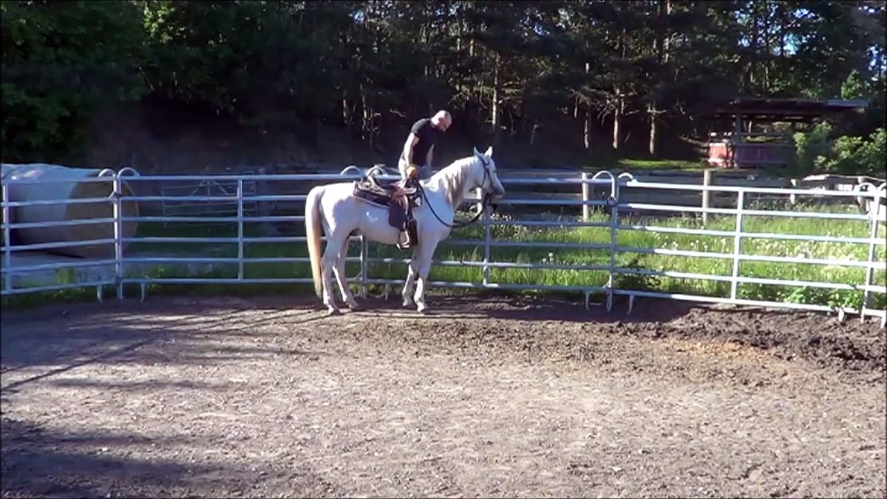Équitation éthologique en Europe : Travail au sol - La Barrière