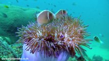 Openwater Diving at Koh Tao, HD Underwater Video - Thailand