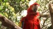Trafico de Fauna Silvestre en Nicaragua