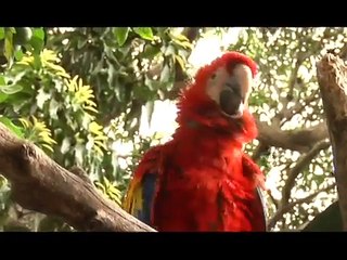 Trafico de Fauna Silvestre en Nicaragua