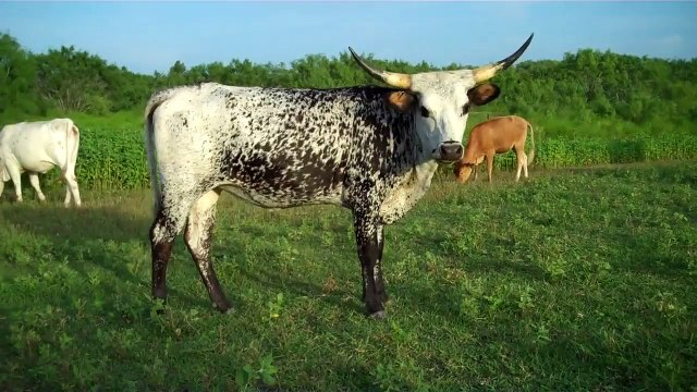Texas Longhorn Cow Sena Stepper 070510.mp4