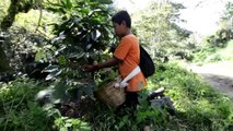 Roya afecta el 67% de las héctareas de café en Guatemala