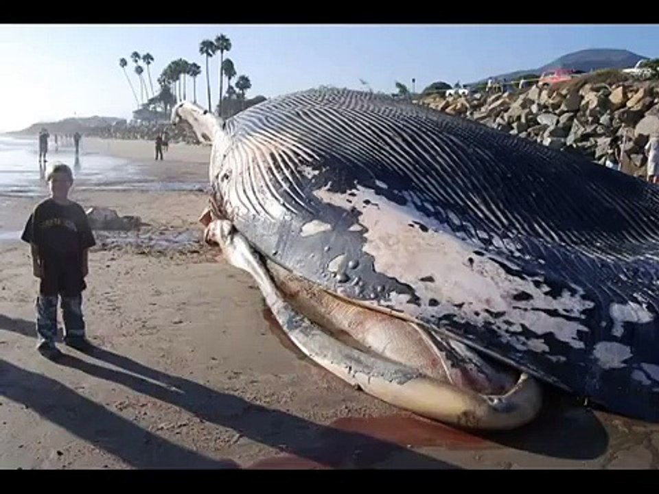 ‏World's Biggest Animal اكبر حيوان بالعالم !!؟