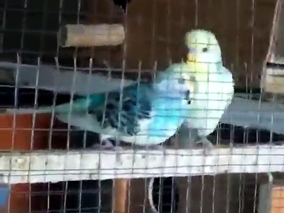 طيور الحب في قمة تزاوجها.mp4
