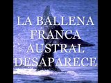 LA BALLENA FRANCA AUSTRAL DESAPARECE. PETROLEO