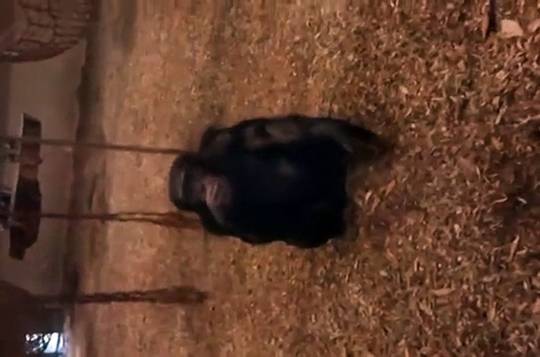 Aggressive Chimp Breaks Glass Trying to Attack Small Child