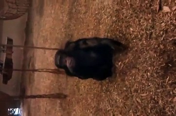 Aggressive Chimp Breaks Glass Trying to Attack Small Child