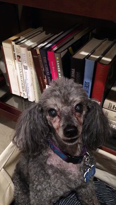 angry poodle dog, mad dog, bad dog, evil dog, devil dog, poddessed dog, all teeth no bight