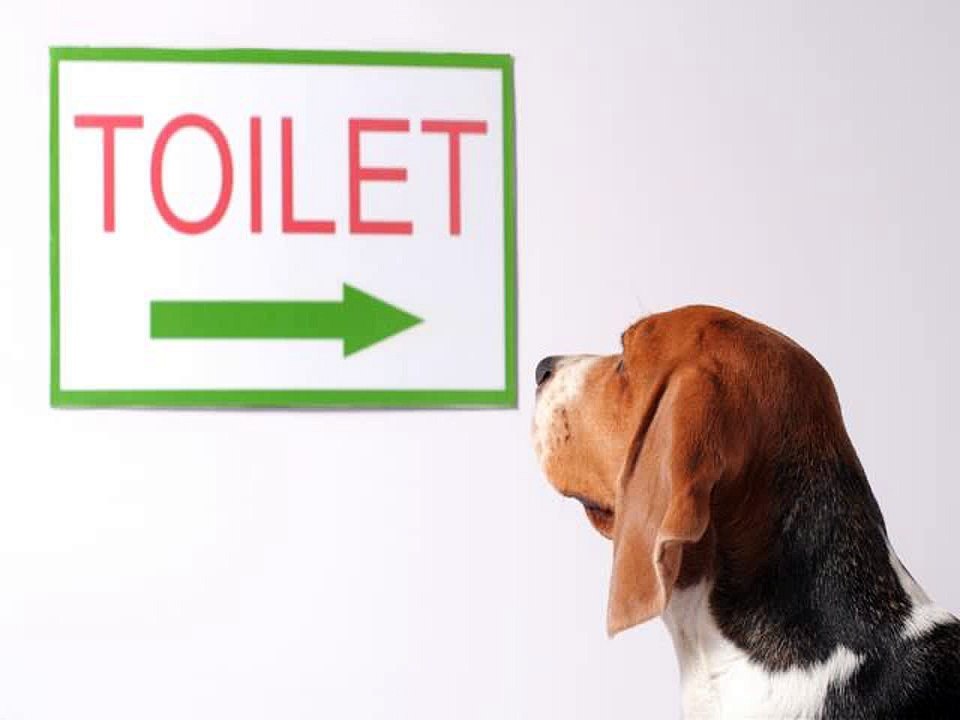 Complete 7 Day Potty Training Guide