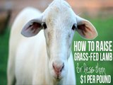 The Complete Beginners Guide To Raising Sheep