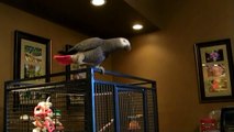 Introducing Mickey, the talking African Grey Parrot!