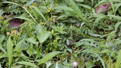 Observatoire Transfrontalier - UGANDA: Raffinerie de Pétrole FRA SUB