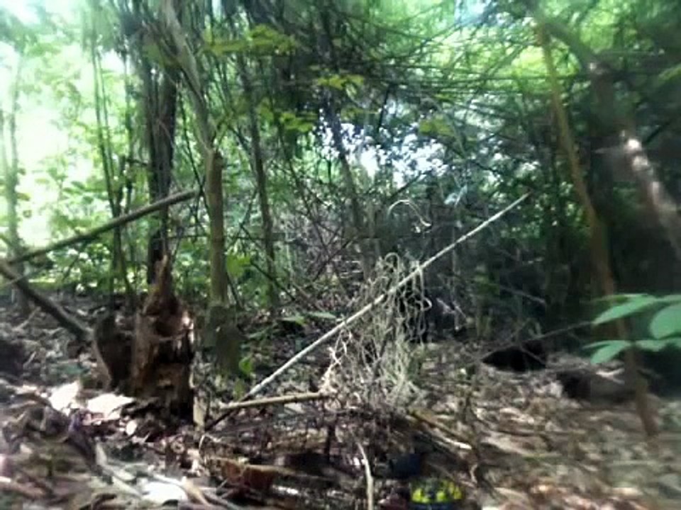 Bẫy chim hồng hạnh
