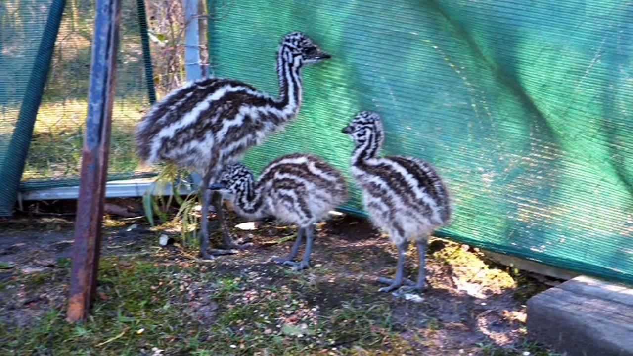 Australia - Emus