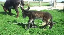 Zena survives thanks to dedicated staff - The Donkey Sanctuary
