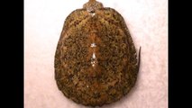 C.B TURTLES OF JAPAN(Japanese pond turtle) ニホンイシガメ自家繁殖仔