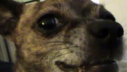 Chihuahua Growling for 10 Minutes Strait