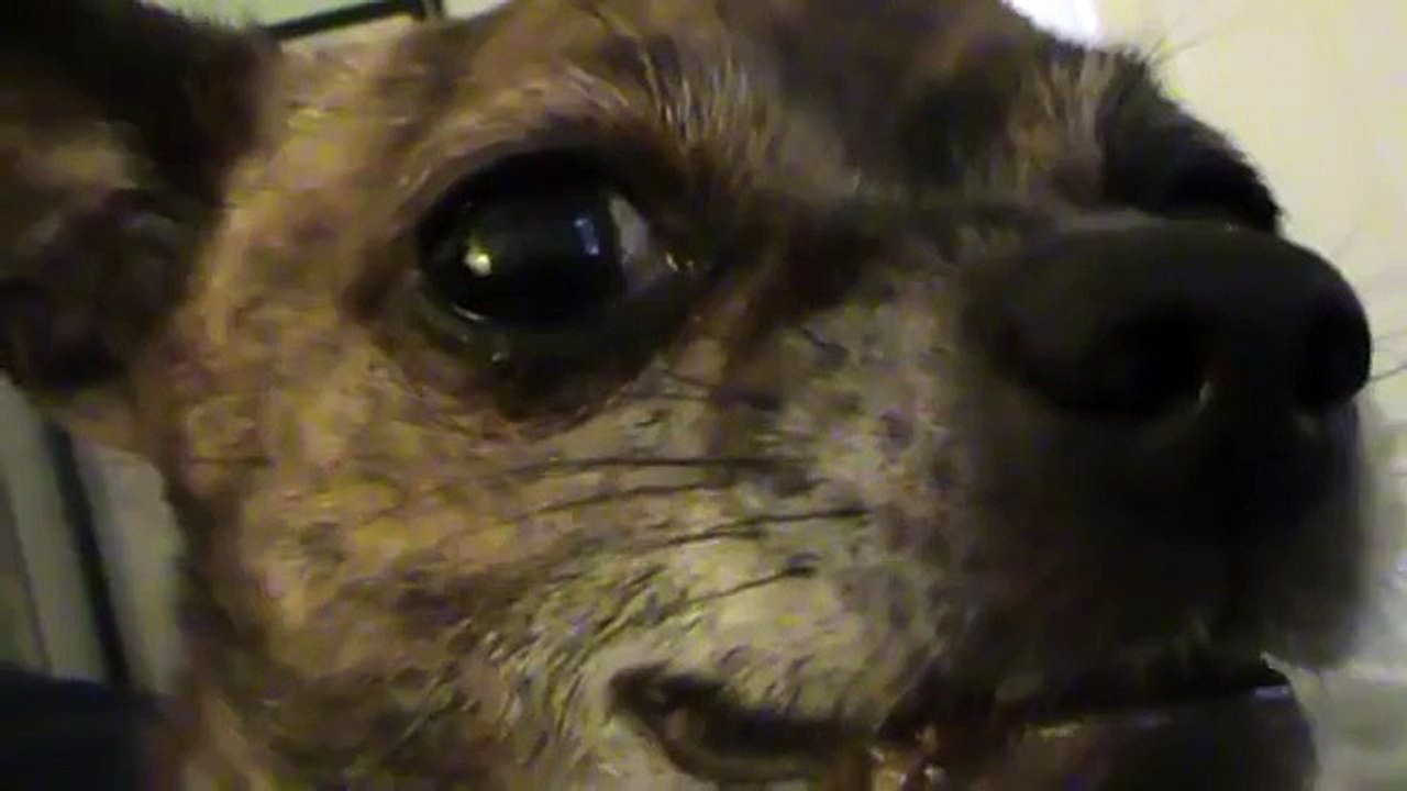 Chihuahua Growling for 10 Minutes Strait
