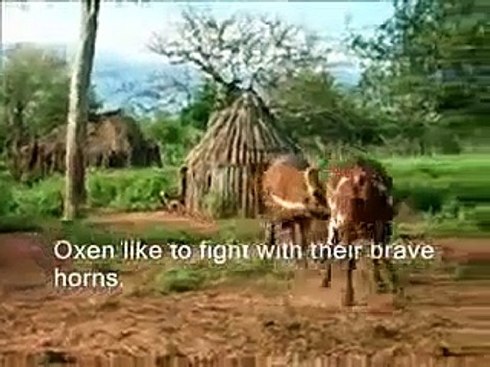 Himba 2