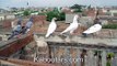 high flyer Pakistani tipplers kabootars pigeons kabootar