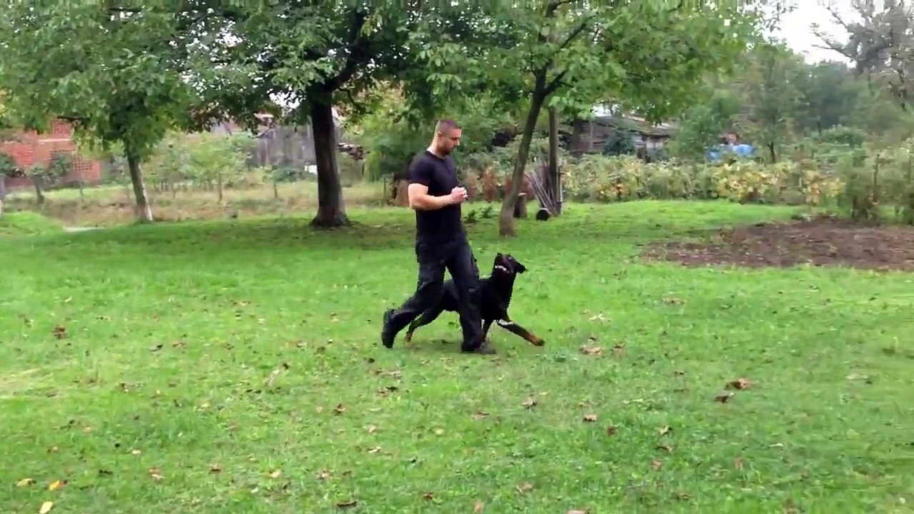 Dresura pasa-poslusnost (dog training)