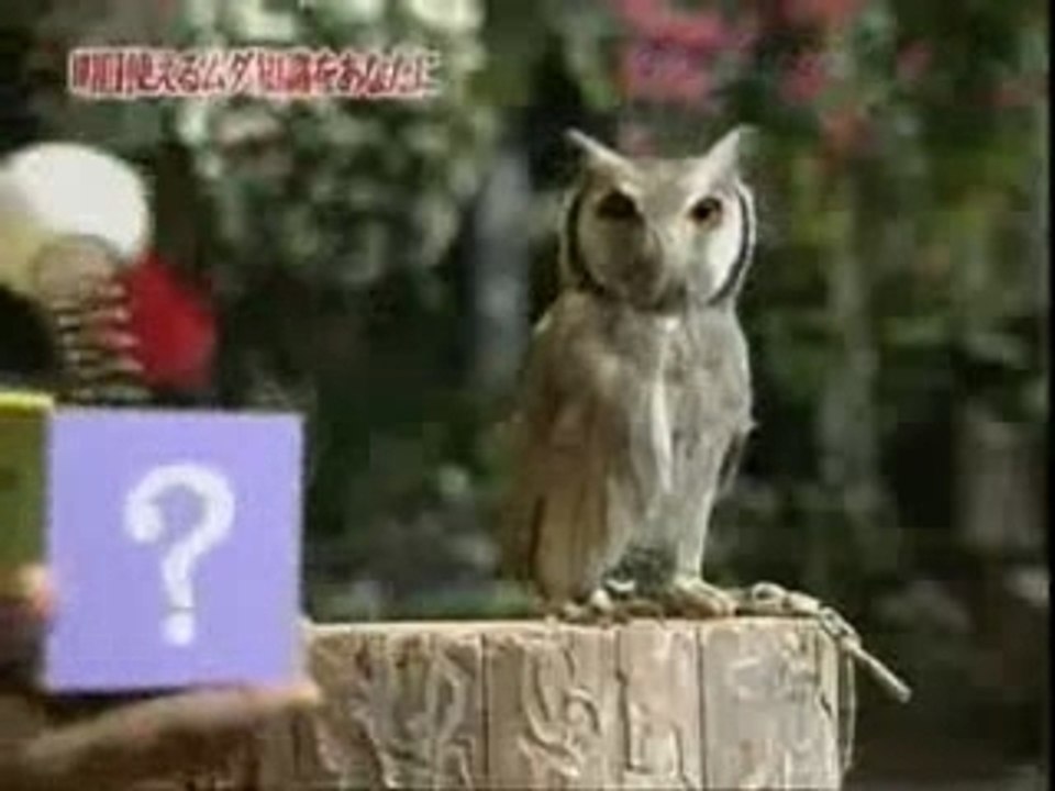 Scared Owl