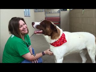 CJ - Adopted Dog at Collin County Animal Services