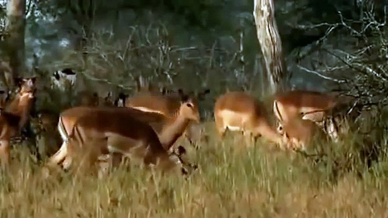 Documentary|The World OF Predators In Africa|National Geographic Family|[HD]