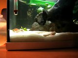 Triops devorando gusano rosca