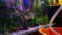 How to clean a fish tank (Come pulire un acquario dolce con il sifonatore a campana)
