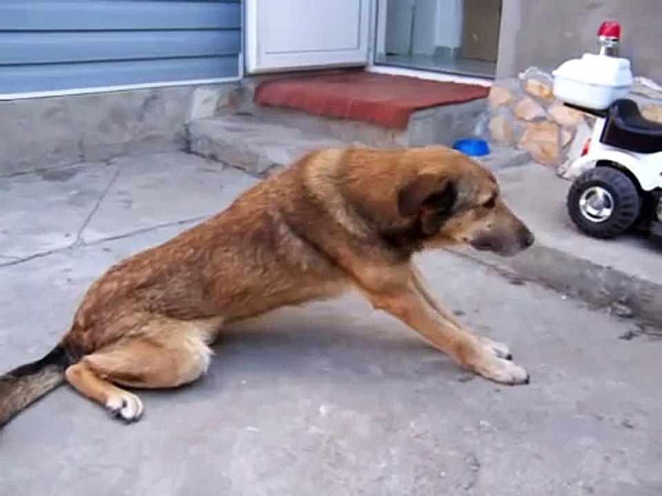 Dog ataxia