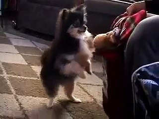Gia the pomeranian celebrates christmas!